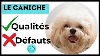 TOUT SAVOIR SUR LE CANICHE 👉 Caractéristiques  Qualités et Défauts [upl. by Ramal]