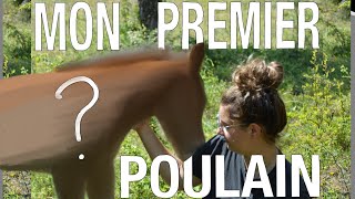 MON POULAIN EST NÉ   de la gestation à la naissance [upl. by Ardnuhsed]