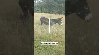 Rare Poitou Donkey having a fun run poitoudonkey shorts [upl. by Navanod]