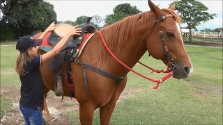 Aprenda a selar seu Cavalo com Wind e Júlia [upl. by Faina]