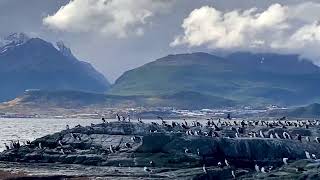 USHUAIA Magic Islands 🐳🐧❄️🌈 [upl. by Enimaj]