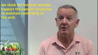 Prof Andrew Creswell talks about the intrinsic muscles of the foot [upl. by Kreitman]