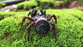 Cyclocosmia Ricketti Spiders 7 spider cyclocosmiaricketti tarantula [upl. by Anerat]