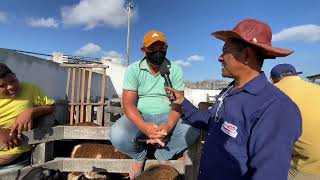 Feira de Bode em Dois Riachos  AL 06  11  2024 nordeste [upl. by Wendel]