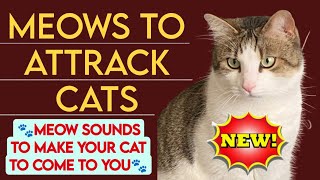 Meows to attract cats 🐱 MEOW Sounds to make your Cat to come to you [upl. by Anny]