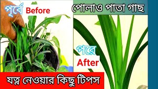 পোলাও পাতা গাছের যত্নপরিচর্যা। সুগন্ধিপাতা গাছের যত্ন। Pandanuspandan plant care polao pata gach [upl. by Herve621]