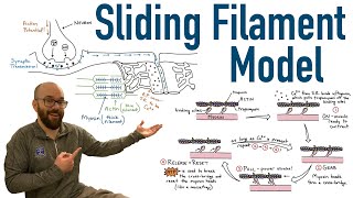 sliding filament muscle contraction animation [upl. by Salis668]