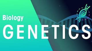 Genetics amp Cell Division Keyword Definitions  Genetics  Biology  FuseSchool [upl. by Nassah310]