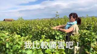 20240909Montrachet 修剪葡萄樹體驗 [upl. by Aynotak]