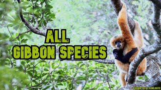 All Gibbon Species  Species List [upl. by Byron]