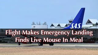 Flight Makes Emergency Landing after Passenger Finds Live Mouse in Meal [upl. by Acitel]