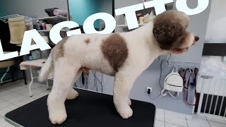 This is PERFECT Lagotto Romagnolo Haircut Step by Step Grooming [upl. by Dnalkrik131]