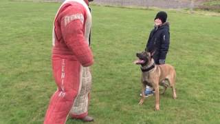 personal  family protection dog training [upl. by Neevan]