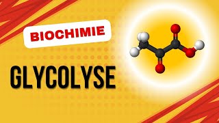 Biochimie  Glycolyse [upl. by Anirtak]