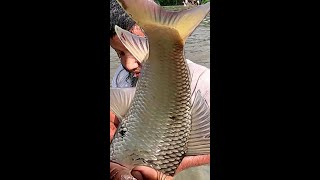 Fishing Video  Amazing Rural Fishing Video 🐟 Best Asian Fishing Technique 🐟 shorts india [upl. by Chas]