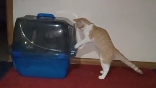 Kitten Annoys Cat In Litter Box [upl. by Ztnaj]