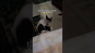 Kegiatan kucing ku di pagi hari🥰😍💅💅 memes funny slay Kucing kocheng [upl. by Sirtemed]