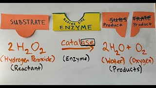 Modeling the EnzymeSubstrate Complex and Denaturation [upl. by Grigson]