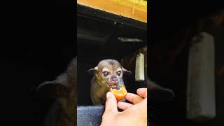 Feeding Kinkajous  Food Prep [upl. by Retsub505]