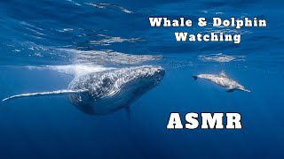 ASMR  Dolphin amp Whale Watching Excursion [upl. by Crescentia]