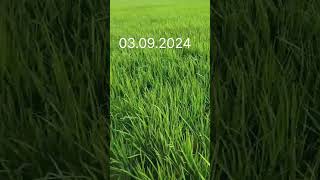 Excellent Result agriculture kheti punjabisong youtubeshorts virelshorts [upl. by Steele920]