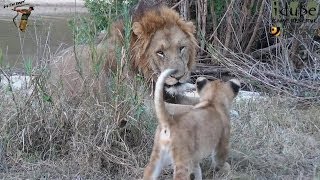 Daughters Of The Mapogo Lions  Rebuilding The Othawa Pride  8 Family Playtime [upl. by Windy]