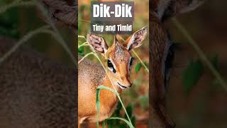 Tiny and Timid  The Graceful Dik Dik of the African Savanna [upl. by Sosna]