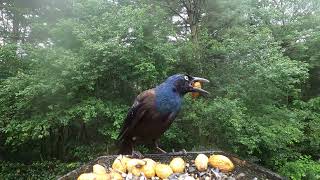 Common Grackles [upl. by Efron]