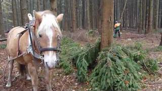 Starke Pferde  Holzruecken ohne und mit Rückewagen [upl. by Aneis692]