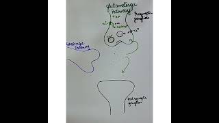 Glutamatergic Neurotransmission Excitatory pathway how do contractions occur [upl. by Eenitsed]