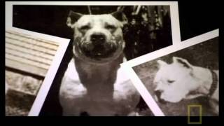 The Science behind the Dogo Argentino [upl. by Onairpic]