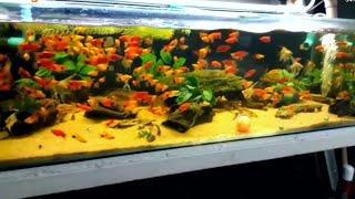 Platy Fish Different Types of Platy Fish breeding  fish tank decorations ideas g [upl. by Sixla]