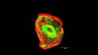 ZEISS Lightsheet Z1  Nemertea pilidium larva ventral view [upl. by Siuqram]