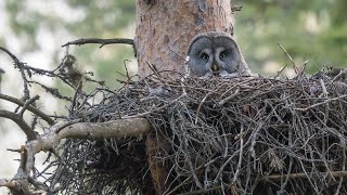 Birding Finland and Varanger 19 Around Oulu [upl. by Iridissa]