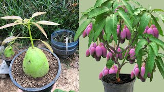 The Best Video Amazing Mango grafting technique100 success result [upl. by Cowles558]