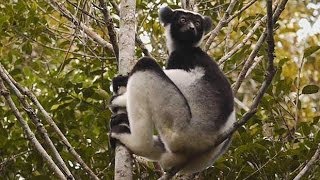 Madagascar Indri calling [upl. by Neiviv158]