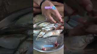 वलगन 🌊 पहिल्या पावसाची चिवणीvalgan fishing valgan kalvan receipe [upl. by Ainsley6]