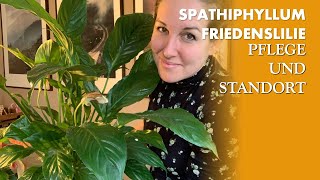 Friedenslilie  Spathiphyllum  Pflege Standort und wie man sie giesst [upl. by Salina]