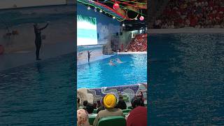 Dubai Dolphinarium subscribe shorts [upl. by Aneetsirk107]