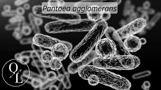 29 Pantoea agglomerans antes Enterobacter agglomerans Erwinia herbicola y Erwinia milletiae [upl. by Camroc]