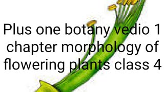 Plus one botany chapter morphology of flowering plants vedio 1 class 4 [upl. by Herwig]