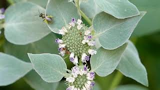 Pollinators on Pyncnanthemum muticum [upl. by Naginarb]