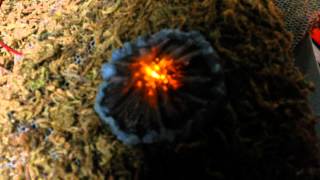 LED Flickering Fire in O Scale [upl. by Tnarg]