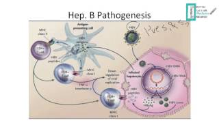 Viral Hepatitis [upl. by Kajdan385]