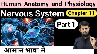 Nervous System  HAP chapter 11  Part 1 [upl. by Rothenberg238]