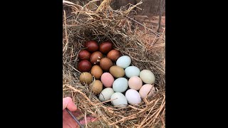 Chicken breeds you need for a colorful egg basket [upl. by Yuzik]