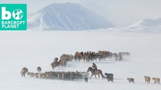 Extreme Living Inside Mongolian Nomads Gruelling Spring Migration [upl. by Carlstrom603]