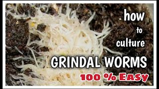 How to culture Grindal worms very easy  100  Parasite Free [upl. by Iris]