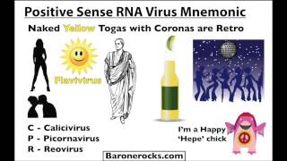 Positive Sense RNA Virus Mnemonic [upl. by Anselmo784]