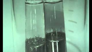 070418 Mercury metal displaces silver out of silver nitrate [upl. by Niwroc]